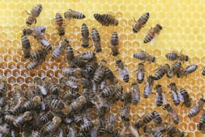 History of Beekeeping