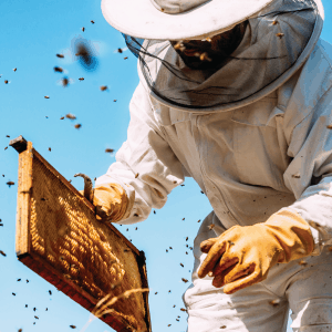 Beekeeping the old way, News