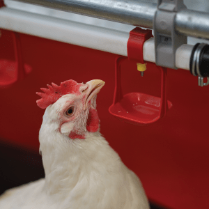 7 Best Ways to Keep Your Chickens’ Water From Freezing