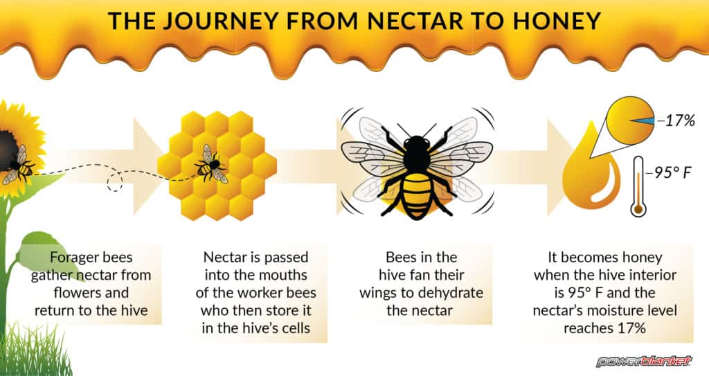 Powerblanket infographic on how nectar becomes honey