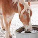 Horse drinking out of a water trough in winter
