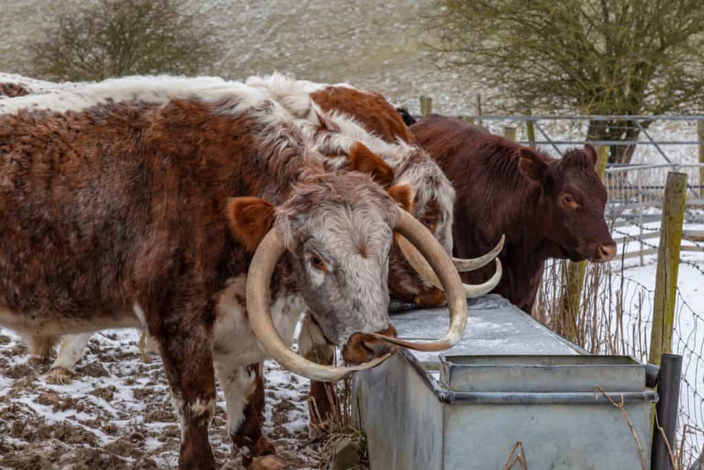 Cows at a frozen water trough