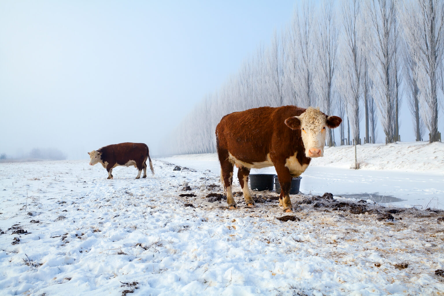 Keeping Your Livestock Water from Freezing The Benefits of Bucket Deicers and Bucket Heaters