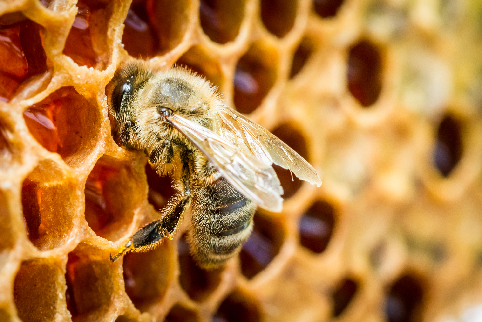 Winter Beekeeping: How to Feed Bees and Keep Them Warm with Bee Blankets
