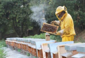 beekeeper in beekeeping suit, holding a honeycomb tray, standing by a row of bee boxes