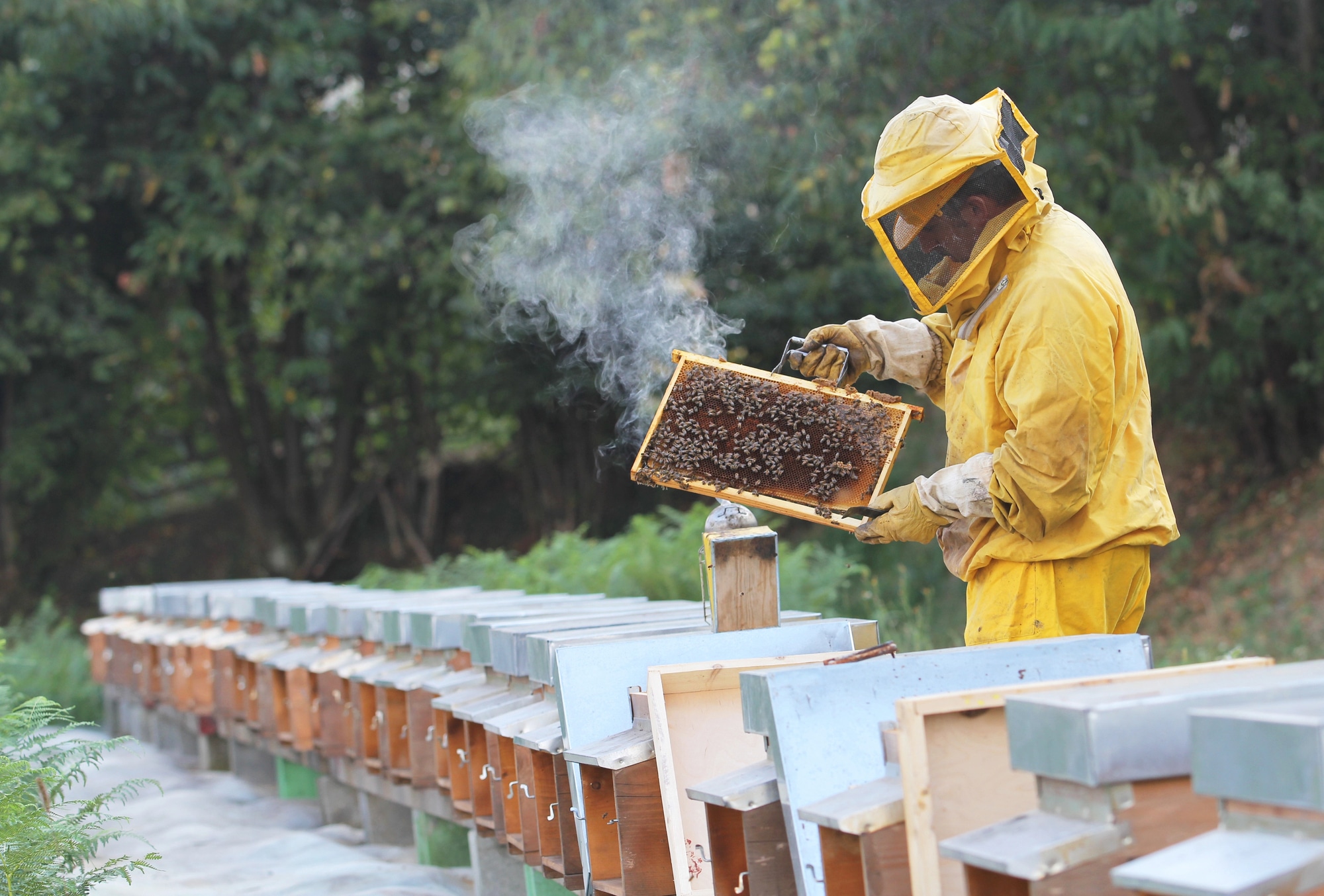 Can Honey Freeze? Key Insights for Beekeepers & Honey Producers